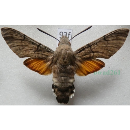 Macroglossum stellatarum (Linnaeus, 1758) Fruczak gołąbek Czech93f